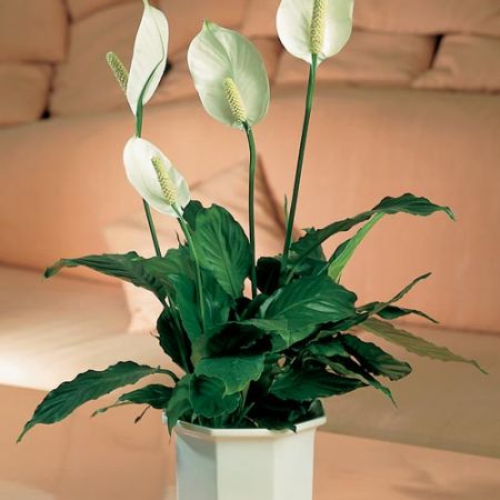 Plante de interior usor de intretinut